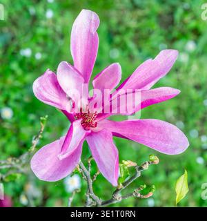 Gros plan d'une fleur de magnolia pourpre nouvellement fleurie Banque D'Images