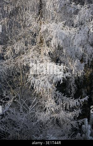 Vue détaillée des branches d'épinette fortement couvertes de gel et de neige fraîche dans une forêt d'hiver tranquille. La texture naturelle de l'hiver et la lumière douce créent un se Banque D'Images