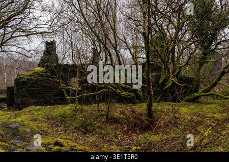Moss couvrait des murs de pierre et des bâtiments abandonnés dans les bois denses de la carrière d'ardoise Dorothea Banque D'Images