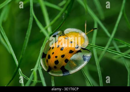 Coléoptère tortue doré charidotella sexpunctata avec des taches noires et coquille dorée translucide reposant sur la feuille verte, détail macro. Photographie, pas de génération Banque D'Images