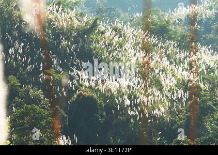 Herbe de Kans (Saccharum spontaneum), connue localement kash phool, sur les collines de Shimana para, Khagrachari, Bangladesh. Banque D'Images