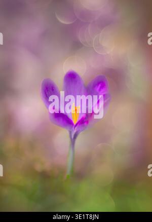 Photographie artistique d'une fleur de Crocus violette solitaire, nichée au milieu de l'herbe Banque D'Images