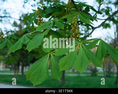 Gros plan des feuilles vertes vibrantes et des jeunes bourgeons floraux d'Aesculus hippocastanum, également connu sous le nom de châtaignier, poussant dans un parc printanier ensoleillé Banque D'Images