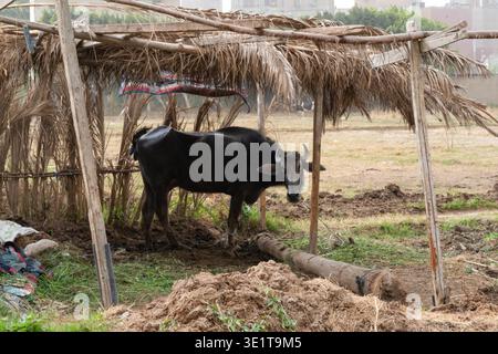 Veau buffle d'eau égyptien (Bubalus bubalis) sous abri traditionnel de roseaux sur des terres agricoles, le Caire, Égypte Banque D'Images
