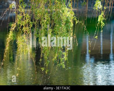 Feuillage vert éclatant de Salix babylonica pleurant saule au-dessus d'un lac, macro plan d'élégantes branches d'arbres dans une lumière naturelle éclatante, printemps frais Banque D'Images