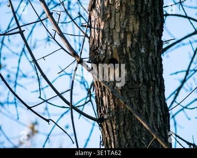 Gros plan d'un pic Picidae parfaitement rond creux dans un tronc d'arbre, beau nid d'oiseau naturel dans une forêt printanière sous un ciel bleu clair Banque D'Images