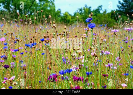 Prairie d'été avec diversité de fleurs de maïs sauvage multicolores. Variété de graines de mélange spécial pour les prairies en fleurs sauvages. Banque D'Images