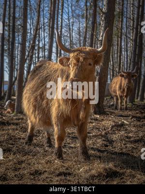 Bétail écossais Highland debout dans les bois au début du printemps Banque D'Images