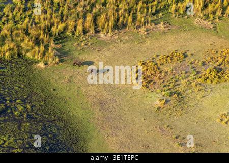 Une antenne de deux grands buffles africains se regardant au bord d'une zone humide dans le delta de l'Okavango au Botswana Banque D'Images