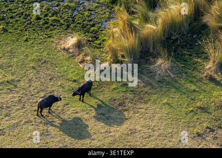 Une antenne de deux grands buffles africains se regardant au bord d'une zone humide dans le delta de l'Okavango au Botswana Banque D'Images