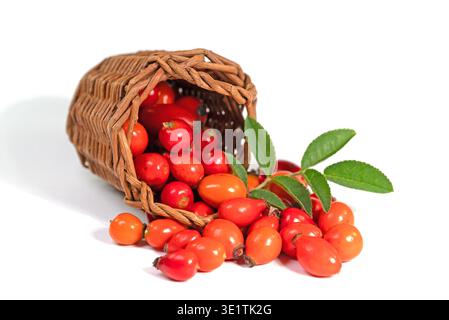 Hanches roses dans un panier sur un fond blanc Banque D'Images
