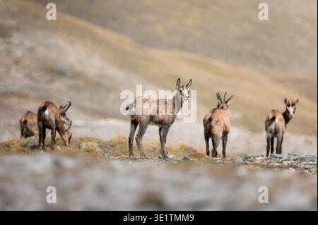 Une famille de chamois alpins (Rupicapra rupicapra) en été dans les Alpes italiennes Banque D'Images