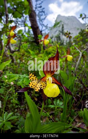 Pantoufle Ladys Orchid (Cypripedium calceolus) avec un papillon perché sur eux et les Alpes italiennes en arrière-plan, vue verticale Banque D'Images