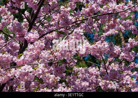 Des grappes denses de fleurs de cerisier rose tendre avec des pétales volants remplissent le cadre. Les branches sombres tissent à travers les fleurs tandis que les aiguilles à feuilles persistantes et BR Banque D'Images