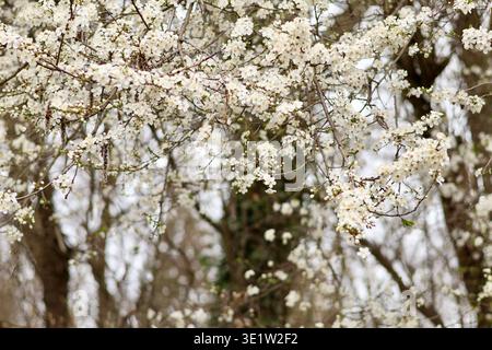 Une mise au point sélective de fleurs de prunes blanches sur la branche dans le jardin. Banque D'Images