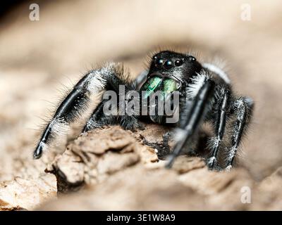 Macro gros plan de l'araignée royale sautante (Phidippus regius), montrant des chélicères vertes irisées et des yeux détaillés dans l'habitat naturel. Banque D'Images