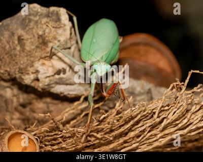 Macro de la mante géante de la forêt tropicale (Hierodula majuscula), montrant le corps vert et les pattes raptorielles, perchées dans un environnement de terrarium avec une configuration naturelle. Banque D'Images