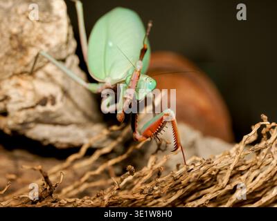 Macro de la mante géante de la forêt tropicale (Hierodula majuscula), montrant le corps vert et les pattes raptorielles, perchées dans un environnement de terrarium avec une configuration naturelle. Banque D'Images