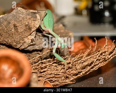 Macro de la mante géante de la forêt tropicale (Hierodula majuscula), montrant le corps vert et les pattes raptorielles, perchées dans un environnement de terrarium avec une configuration naturelle. Banque D'Images