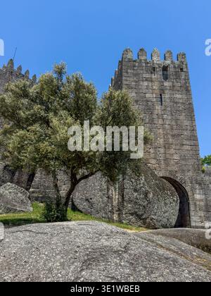 Tour médiévale en pierre et porte voûtée à Guimaraes Portugal avec de grands rochers de granit. Murs historiques du château s'élevant derrière l'arbre sous un ciel bleu clair. Banque D'Images
