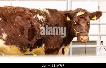Une vache brune et blanche avec des marques auriculaires jaunes se tient dans un enclos probablement lors d'une exposition de bétail ou d'un événement agricole où l'animal est à l'intérieur et. La scène Suge Banque D'Images