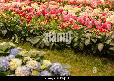 Une exposition florale vibrante présente des hortensias de tulipes et des jacinthes dans un jardin de jardinage printanier et des projets liés à la nature. Banque D'Images