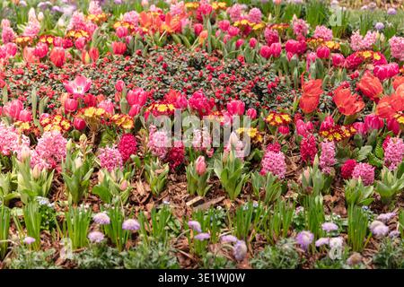 Un parterre de fleurs coloré présente des jacinthes de tulipes et des primroses en pleine floraison créant un affichage floral vibrant Dans Un cadre de jardin avec une variété de plantes Banque D'Images