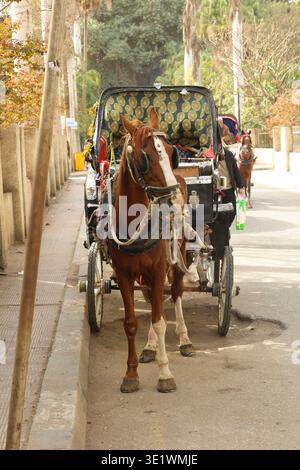 Calèche tirée par des chevaux stationnée le long d'une rue bordée d'arbres, avec un cheval attelé debout à côté d'une calèche noire ornée d'un auvent à motifs et d'une othe Banque D'Images