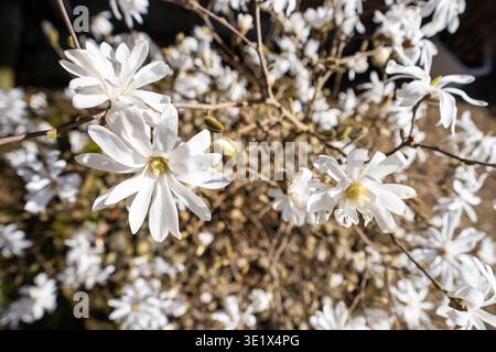 multiples fleurs blanches de magnolia stellata au soleil Banque D'Images