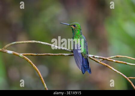 Mâle vert couronné brillant (Heliodoxa jacula) dans le plumage de reproduction montrant un plumage vert irisé dans une forêt de nuages à Alajuela, Costa Rica. Banque D'Images