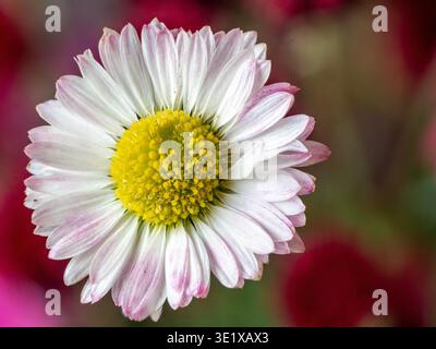 Gros plan d'une Marguerite vibrante. Les pétales blancs ont des bords roses subtils. Le centre jaune vif est détaillé et texturé. Fond de jardin flou Banque D'Images
