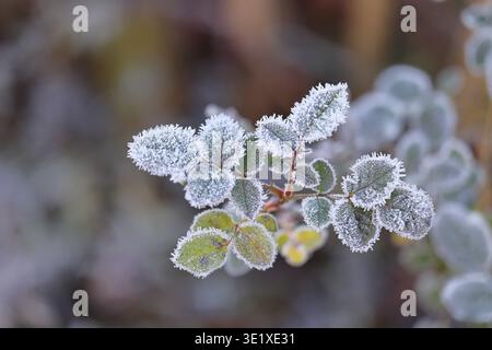 Feuilles du chien rose (Rosa canina) sur une branche recouverte de givre, gros plan, Wilnsdorf, Rhénanie du Nord-Westphalie, Allemagne Banque D'Images