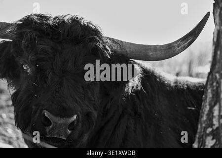 Portrait en noir et blanc d'une vache des Highlands avec de longues cornes, vue rapprochée en milieu naturel. Banque D'Images
