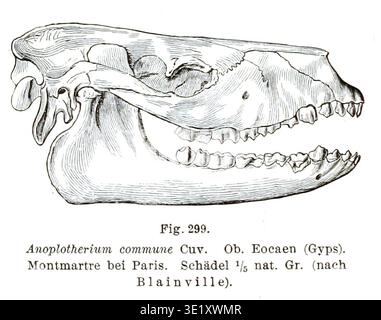 Anoplotherium commune est un mammifère Artiodactyl éteint de l'époque éocène connu à partir de restes fossiles découverts en Europe. Les archives photographiques conservent une reproduction d'une illustration scientifique de 1880 du paléontologue allemand Karl Alfred von Zittel documentant le crâne de l'espèce. Le tirage photographique historique enregistre la représentation paléontologique des spécimens. Banque D'Images