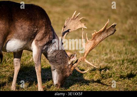 Cerf en jachère (Dama dama) pâturant sur l'herbe, mâle avec de gros bois dans l'environnement naturel Banque D'Images