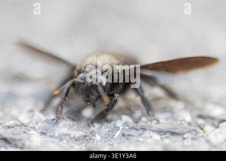 Abeille charpentier reposant sur une surface en béton Banque D'Images