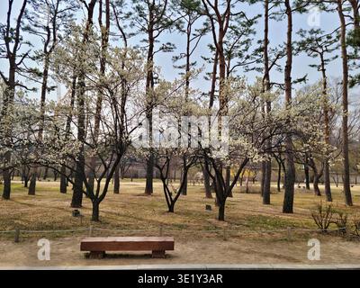 SÉOUL CORÉE DU SUD - MARS 27 2024 : de belles fleurs printanières blanches en pleine floraison sur le terrain royal du palais de Gyeongbokgung. Banque D'Images