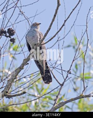 Mâle Cuckoo perché Delta du Danube Roumanie Banque D'Images