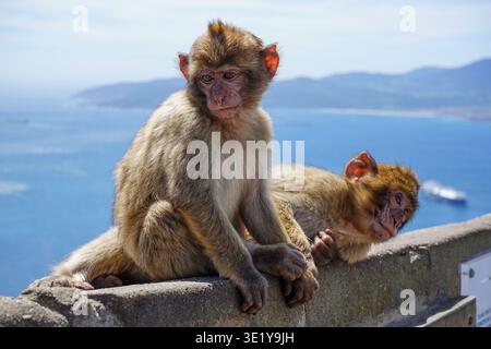 Macaques barbares à Gibraltar, Royaume-Uni Banque D'Images