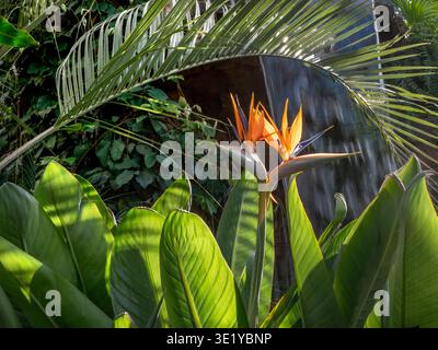 Strelizia reginae 'oiseau de paradis' poussant dans des palmiers tropicaux verdoyants situation avec cascade derrière, herbacée vivace du genre strelitziaceae Banque D'Images