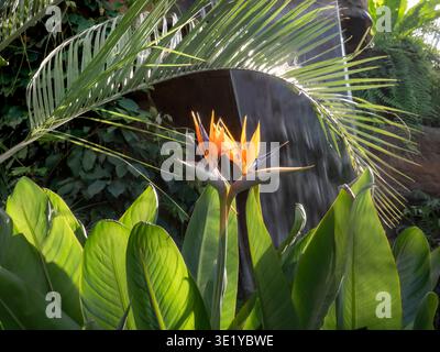 Strelizia reginae 'oiseau de paradis' poussant dans des feuilles de palmier tropical verdoyant situation chute d'eau derrière herbacée vivace du genre strelitziaceae Banque D'Images
