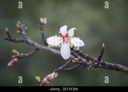 Fleur d'amande douce, Prunus dulcis, floraison, Espagne. Banque D'Images
