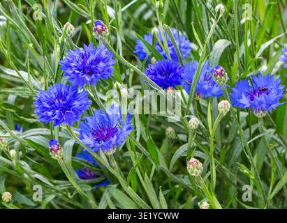 Bleuet. Floraison de bleuet bleu dans le champ. Fleurs de prairie. Banque D'Images