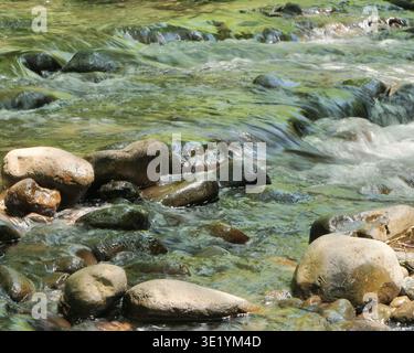 Eau claire coulant sur les rochers dans la rivière McKenzie, Oregon. L'eau cristalline coule sur les pierres lisses de la rivière McKenzie dans le centre de l'Oregon. Banque D'Images
