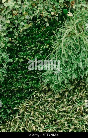 Mur de plantes vertes avec différents types de feuilles dans un cadre de jardin en journée sous climat tropical Banque D'Images