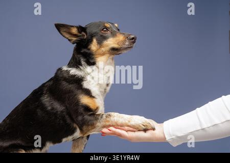 Chien domestique plaçant la patte sur une main humaine. Concept de formation des animaux de compagnie, commande d'obéissance, confiance, compagnie et interaction entre le propriétaire et la compagnie Banque D'Images