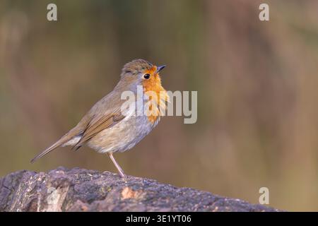 Gros plan vue latérale détaillée d'un oiseau robin (Erithacus rubecula) sauvage, britannique, avec sa poitrine gonflée. Banque D'Images