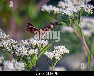 Junonia coenia, connu sous le nom de buckeye commun ou buckeye, est un papillon de la famille des Nymphalidae Banque D'Images