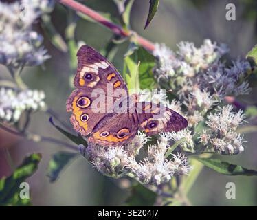 Junonia coenia, connu sous le nom de buckeye commun ou buckeye, est un papillon de la famille des Nymphalidae Banque D'Images
