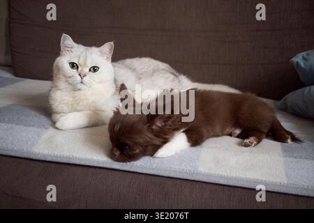 Un moment ludique entre un charmant chat et un chien endormi sur un canapé confortable Banque D'Images